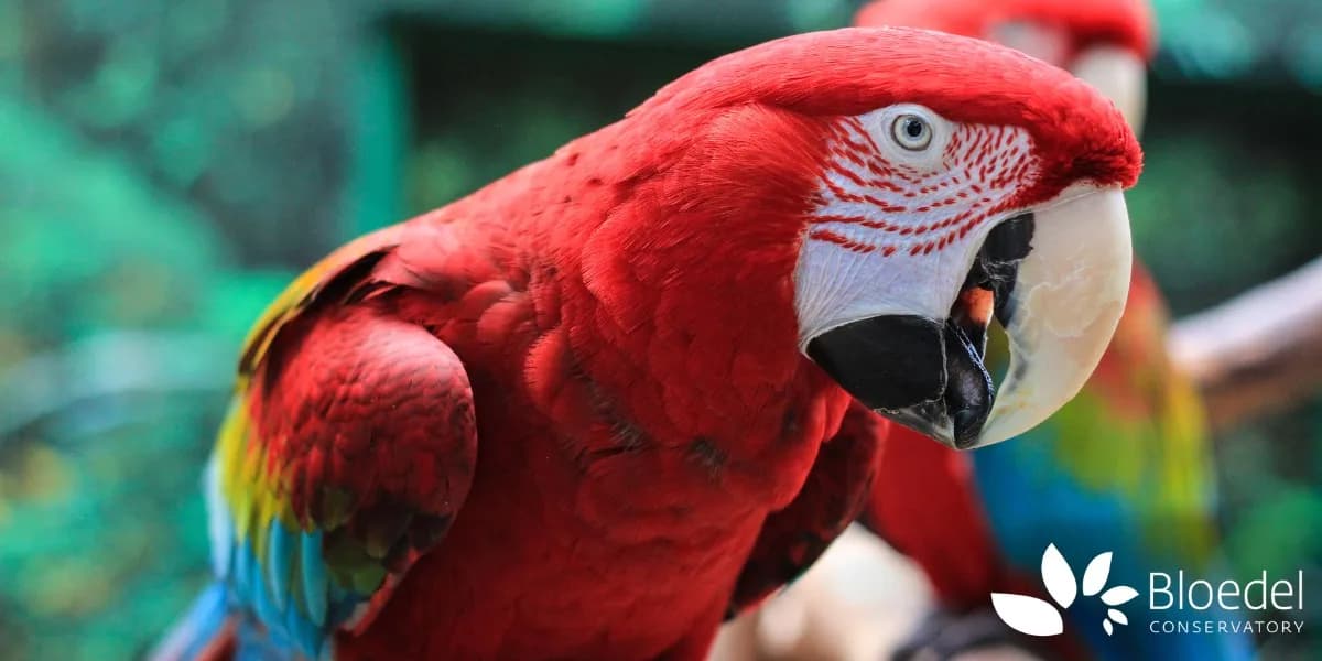 Bloedel Conservatory - May 2026 event poster