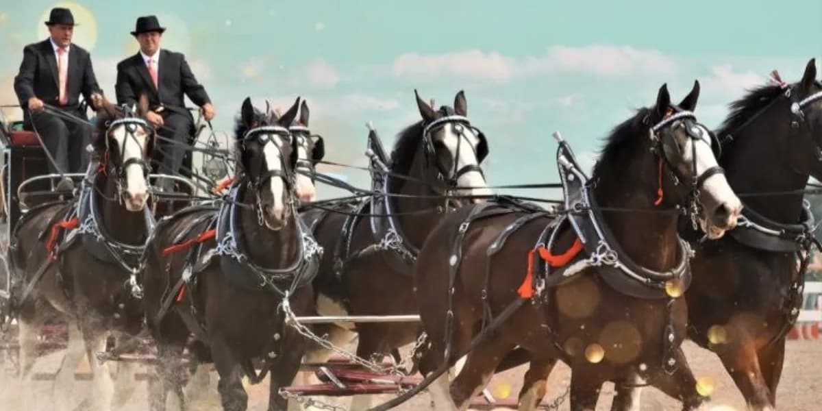 Essa National Draft Horse Show event poster